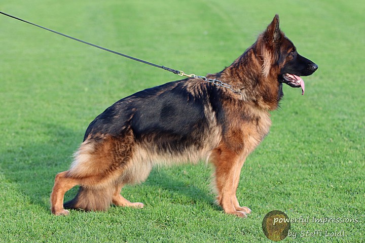Bibi vom Leithawald Image